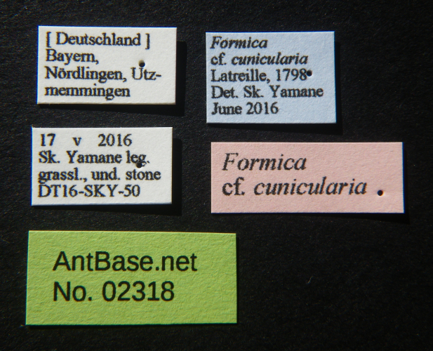 Foto Formica cunicularia Latreille, 1798 Label