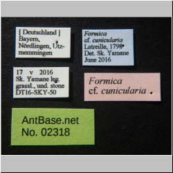 Formica cunicularia Latreille, 1798 Label