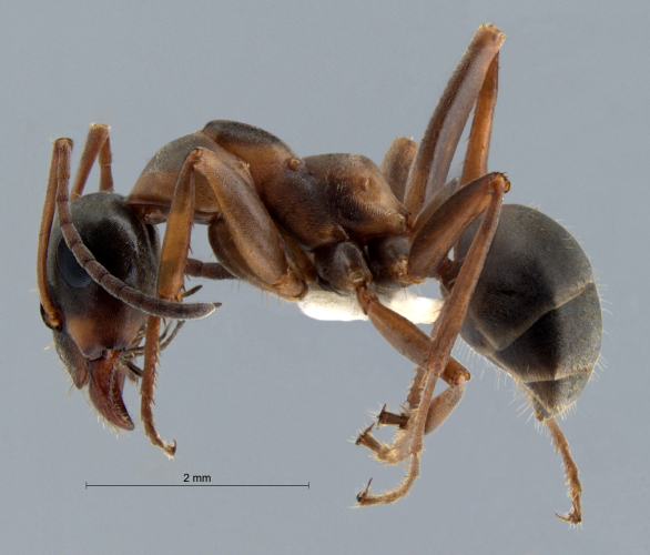 Formica cunicularia Latreille, 1798 lateral