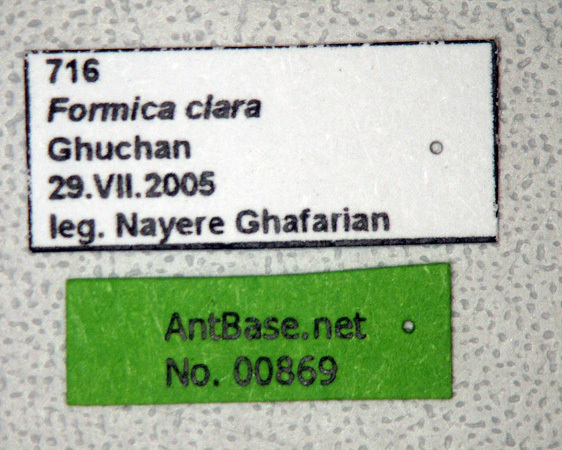 Foto Formica clara Forel, 1886 Label