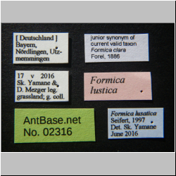 Formica clara Forel, 1886 Label