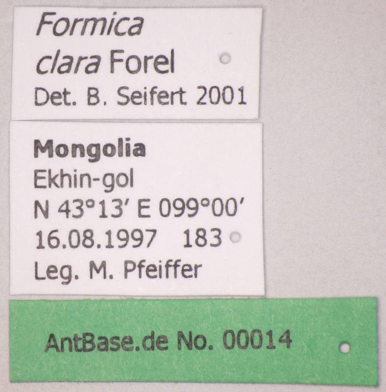 Foto Formica orangea Seifert & Schultz, 2009 Label