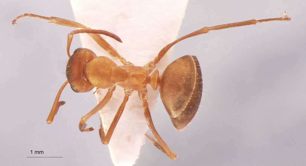 Foto Formica clarissima Emery, 1925 dorsal