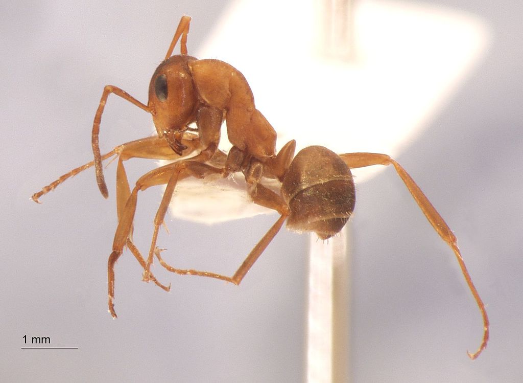 Foto Formica clarissima Emery, 1925 lateral