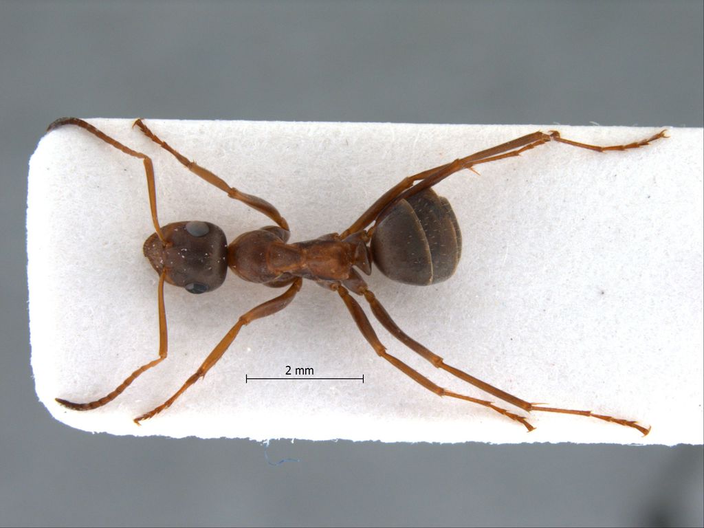 Foto Formica cunicularia Latreille, 1798 dorsal