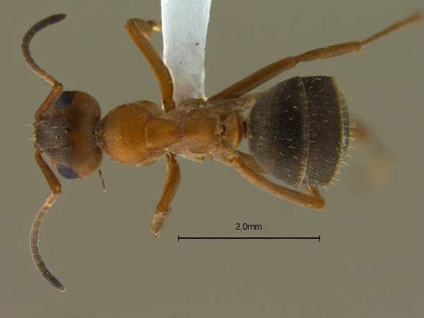 Formica cunicularia Latreille, 1798 dorsal