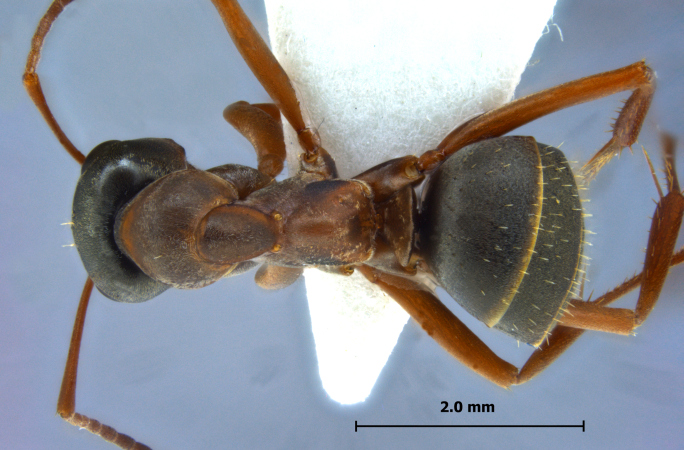 Formica cunicularia Latreille, 1798 dorsal