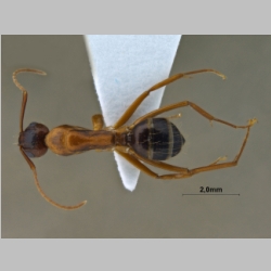 Formica cunicularia Latreille, 1798 dorsal