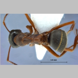 Formica cunicularia Latreille, 1798 dorsal