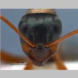 Formica cunicularia Latreille, 1798 frontal