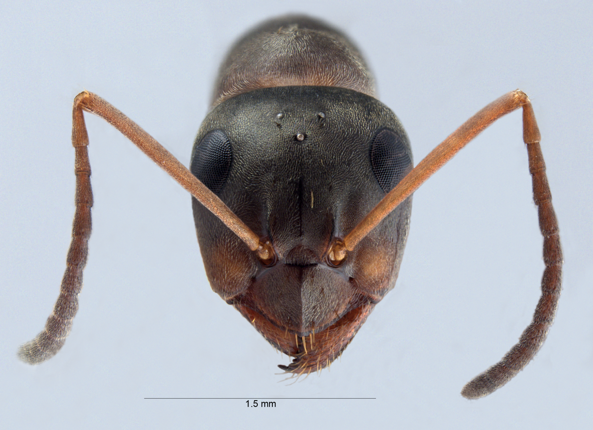 Foto Formica cunicularia Latreille, 1798 frontal