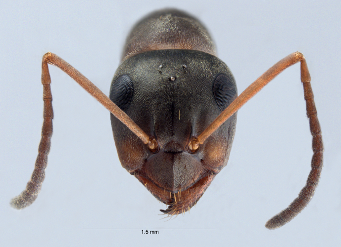 Formica cunicularia Latreille, 1798 frontal