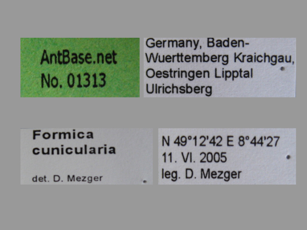 Formica cunicularia Latreille, 1798 Label