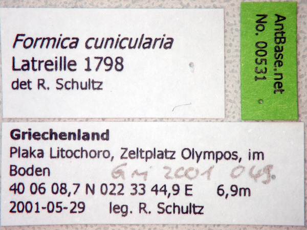 Foto Formica cunicularia Latreille, 1798 Label