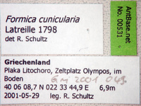 Formica cunicularia Latreille, 1798 Label