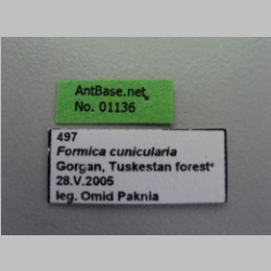 Formica cunicularia Latreille, 1798 Label