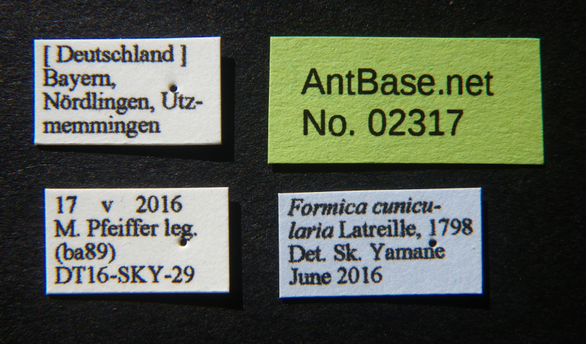 Foto Formica cunicularia Latreille, 1798 Label