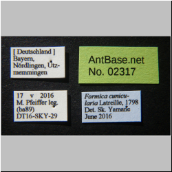 Formica cunicularia Latreille, 1798 Label