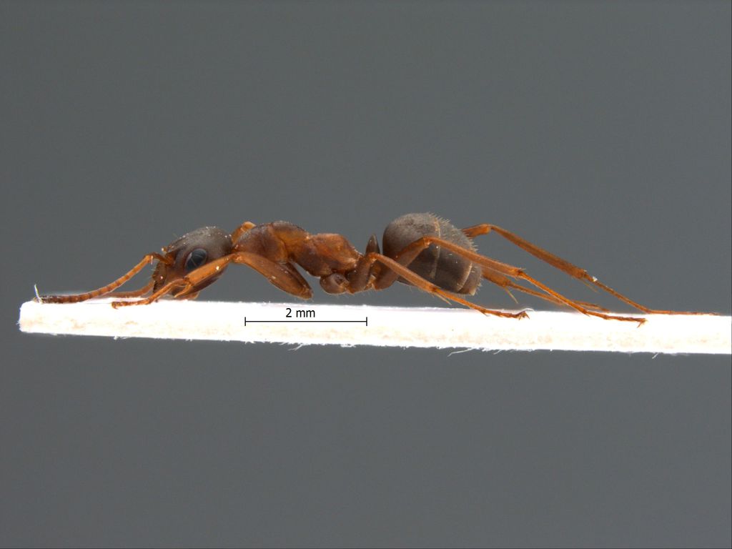 Foto Formica cunicularia Latreille, 1798 lateral