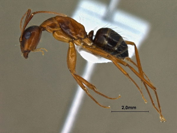 Formica cunicularia Latreille, 1798 lateral