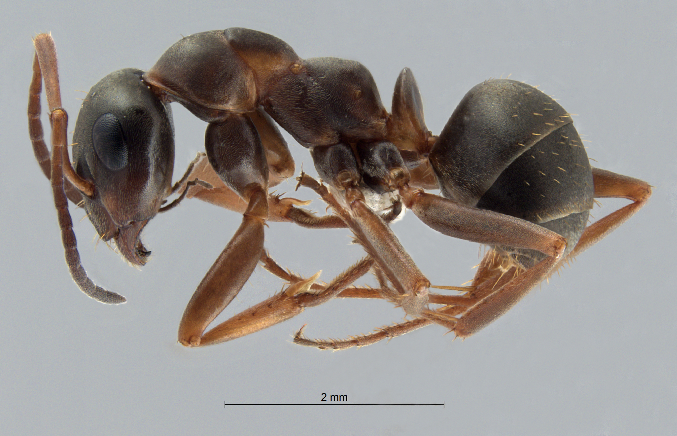 Foto Formica cunicularia Latreille, 1798 lateral