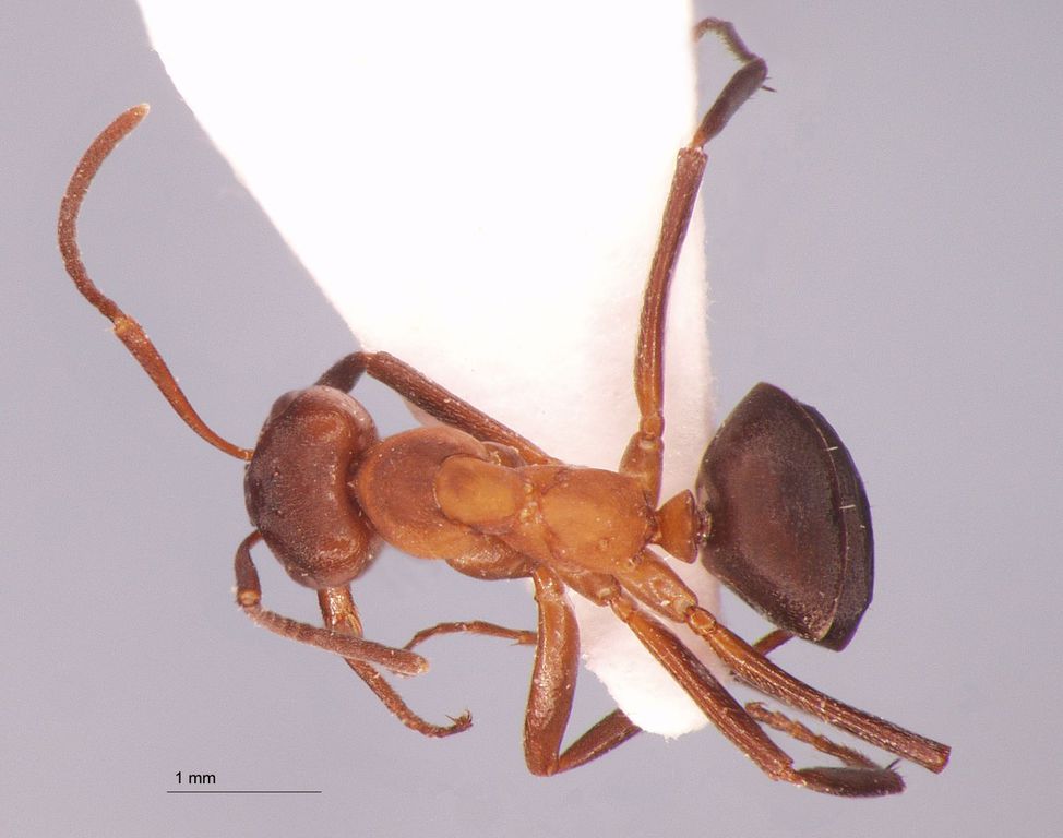 Foto Formica exsecta Nylander, 1846 dorsal