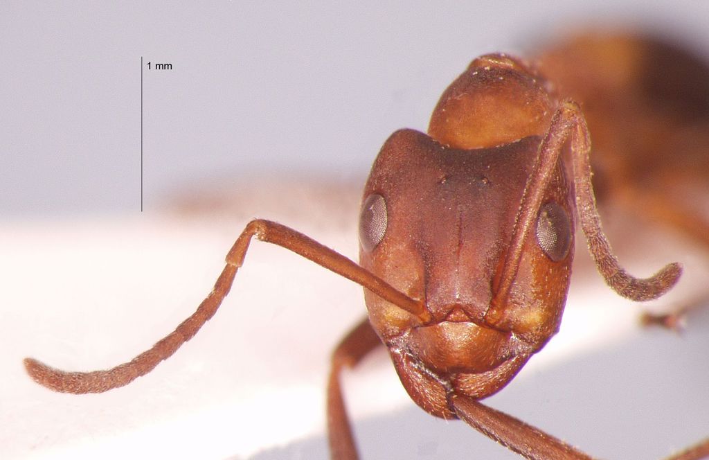 Foto Formica exsecta Nylander, 1846 frontal