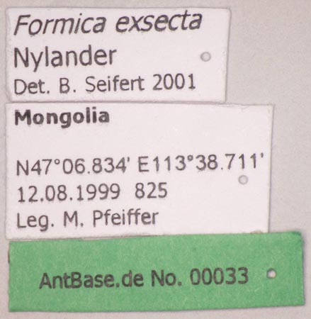 Foto Formica exsecta Nylander, 1846 Label