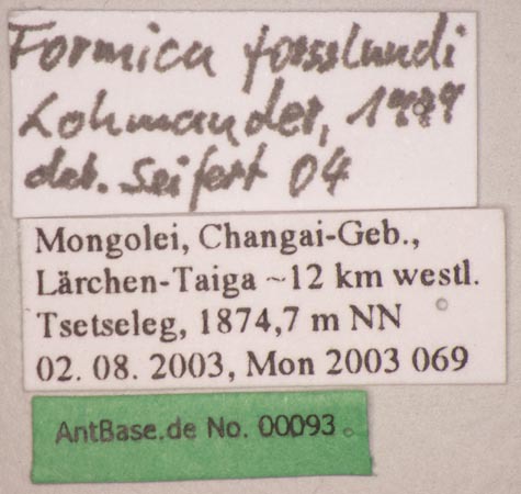 Foto Formica forsslundi Lohmander, 1949 Label