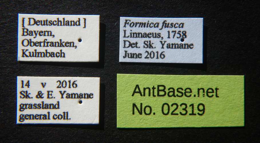 Foto Formica fusca Linnaeus, 1758 Label