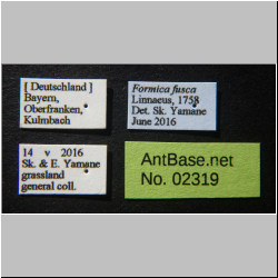 Formica fusca Linnaeus, 1758 Label