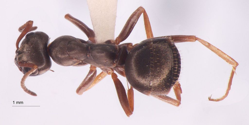 Foto Formica lemani Bondroit, 1917 dorsal