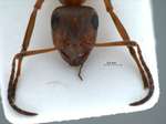 Formica litoralis K. Ugamskij, 1926 frontal