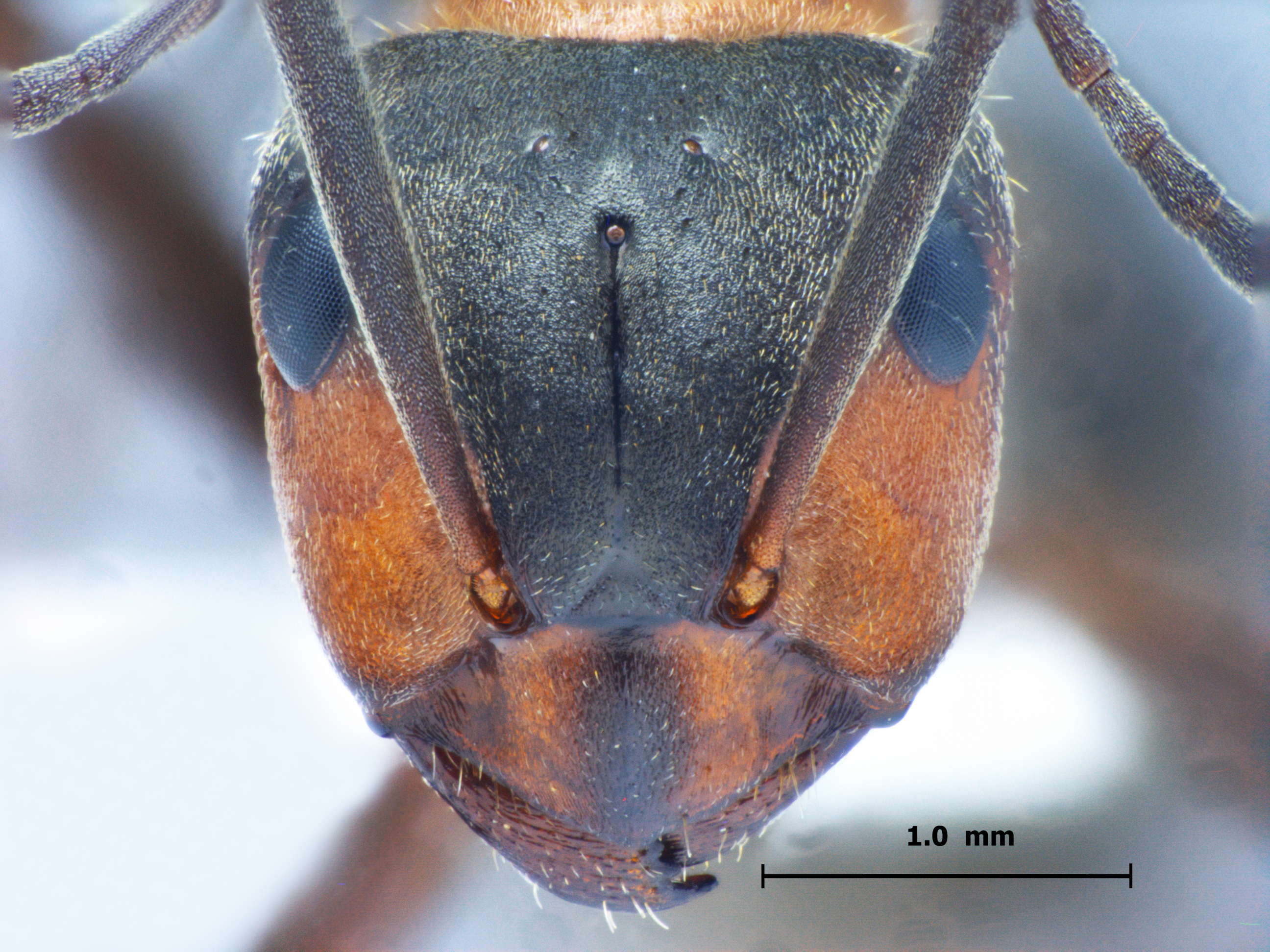 Foto Formica lugubris Zetterstedt, 1838 frontal