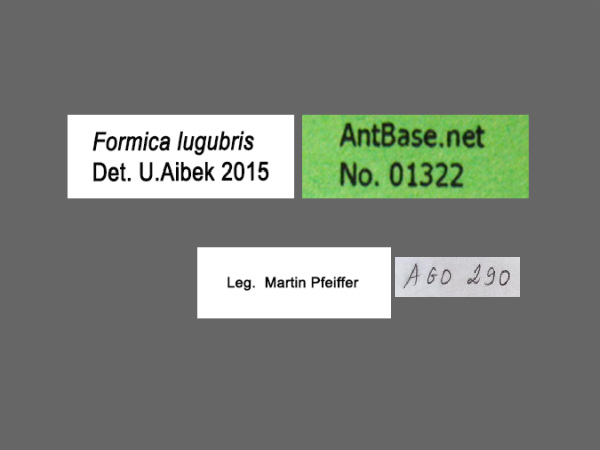 Formica lugubris Zetterstedt, 1838 Label