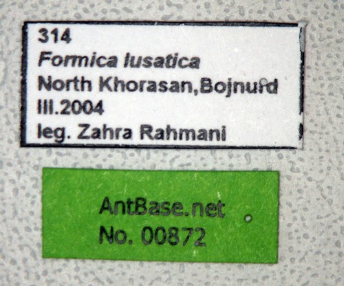Formica clara Forel, 1886 Label