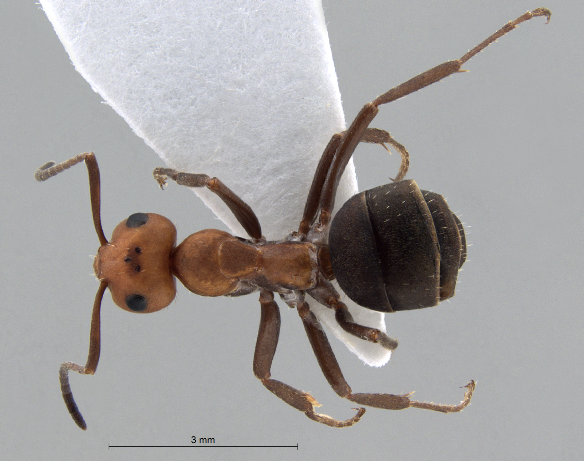 Foto Formica obscuripes Forel, 1886 dorsal