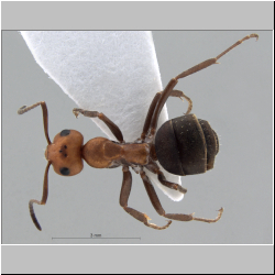 Formica obscuripes Forel, 1886 dorsal