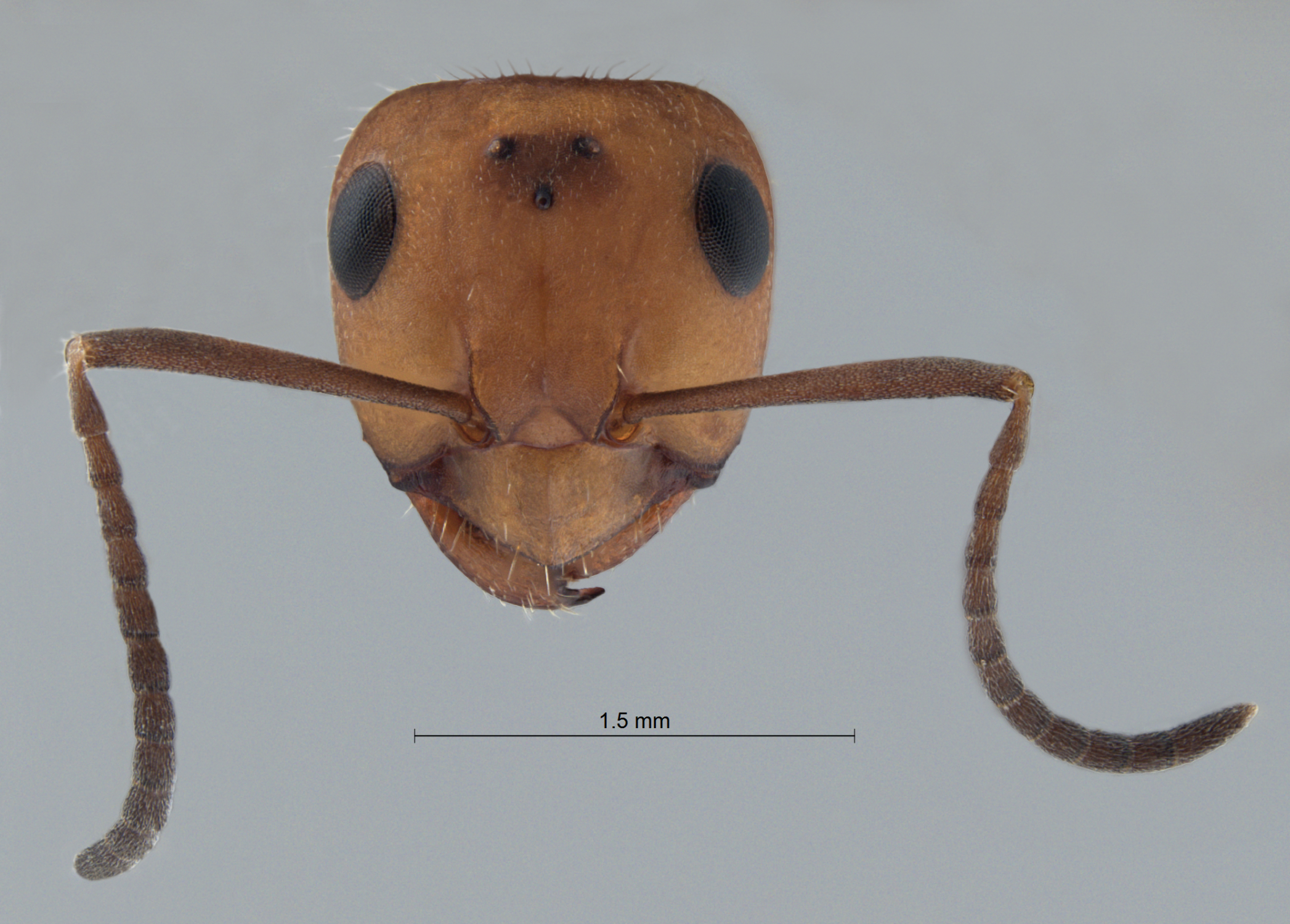 Foto Formica obscuripes Forel, 1886 frontal