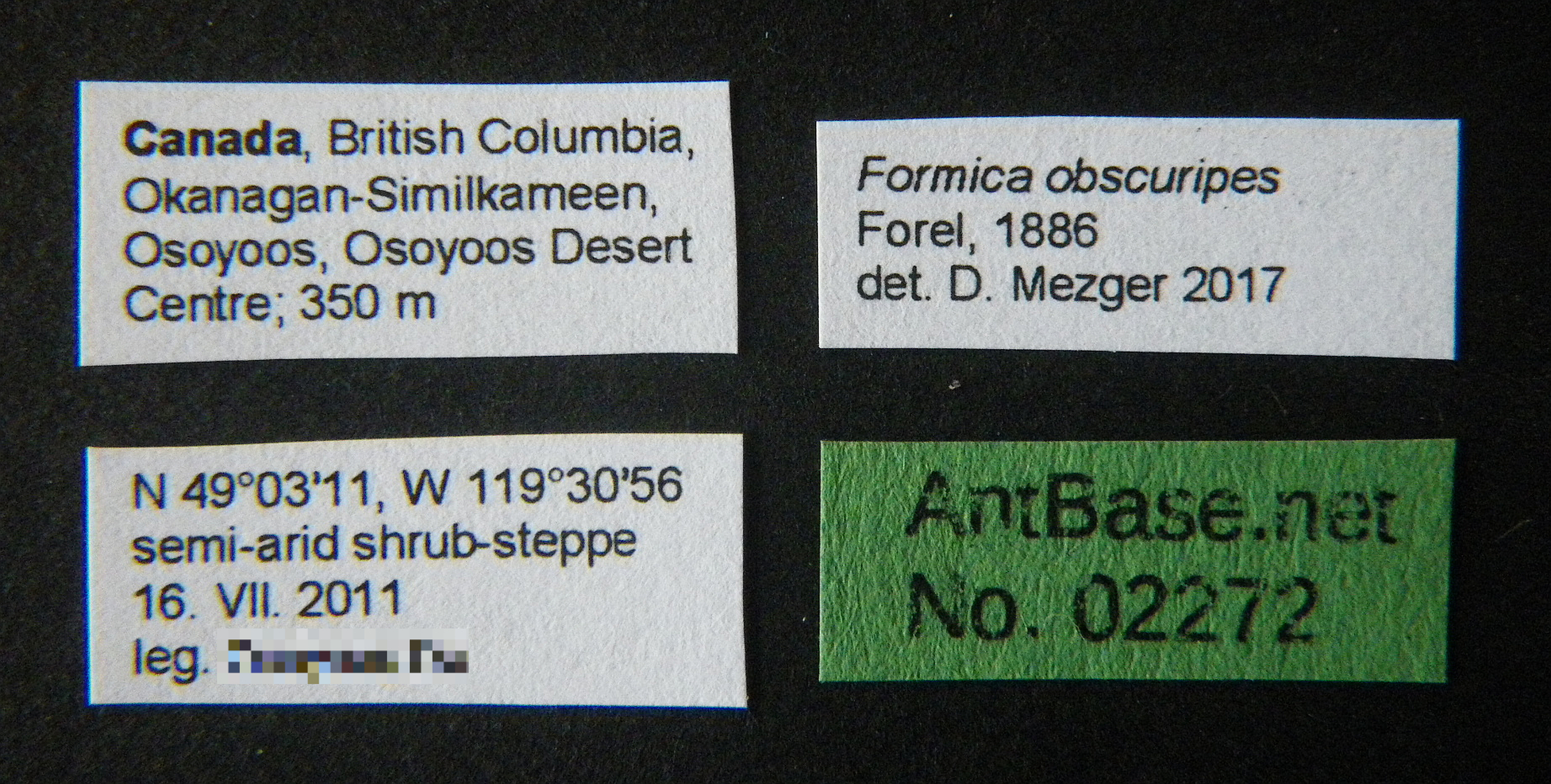 Foto Formica obscuripes Forel, 1886 Label