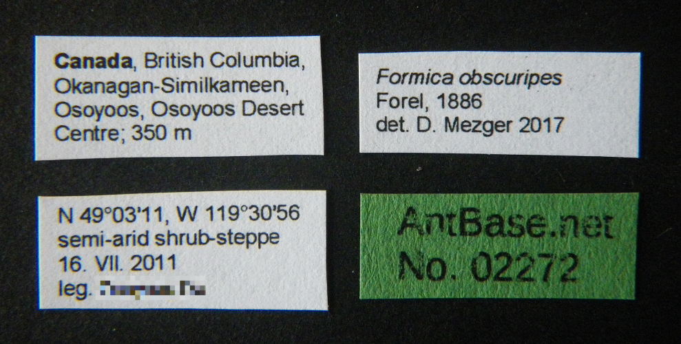 Formica obscuripes Forel, 1886 Label