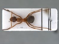 Formica pamirica Dlussky, 1965 dorsal