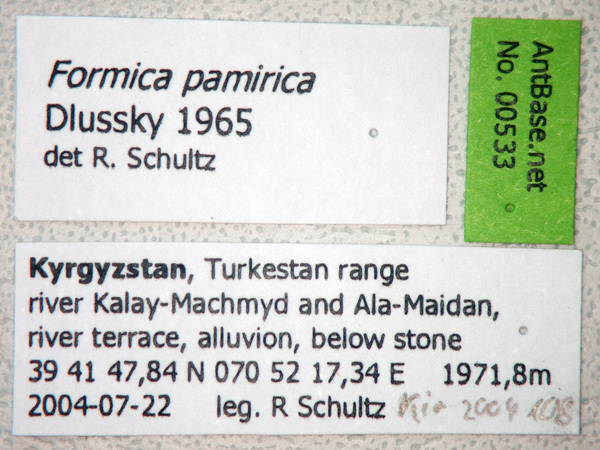 Foto Formica pamirica Dlussky, 1965 Label
