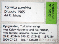 Formica pamirica Dlussky, 1965 Label