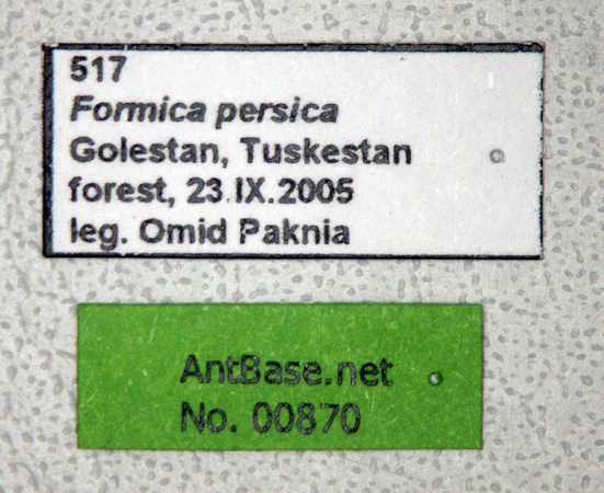 Foto Formica persica Seifert & Schultz, 2009 Label