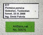 Formica persica Seifert & Schultz, 2009 Label