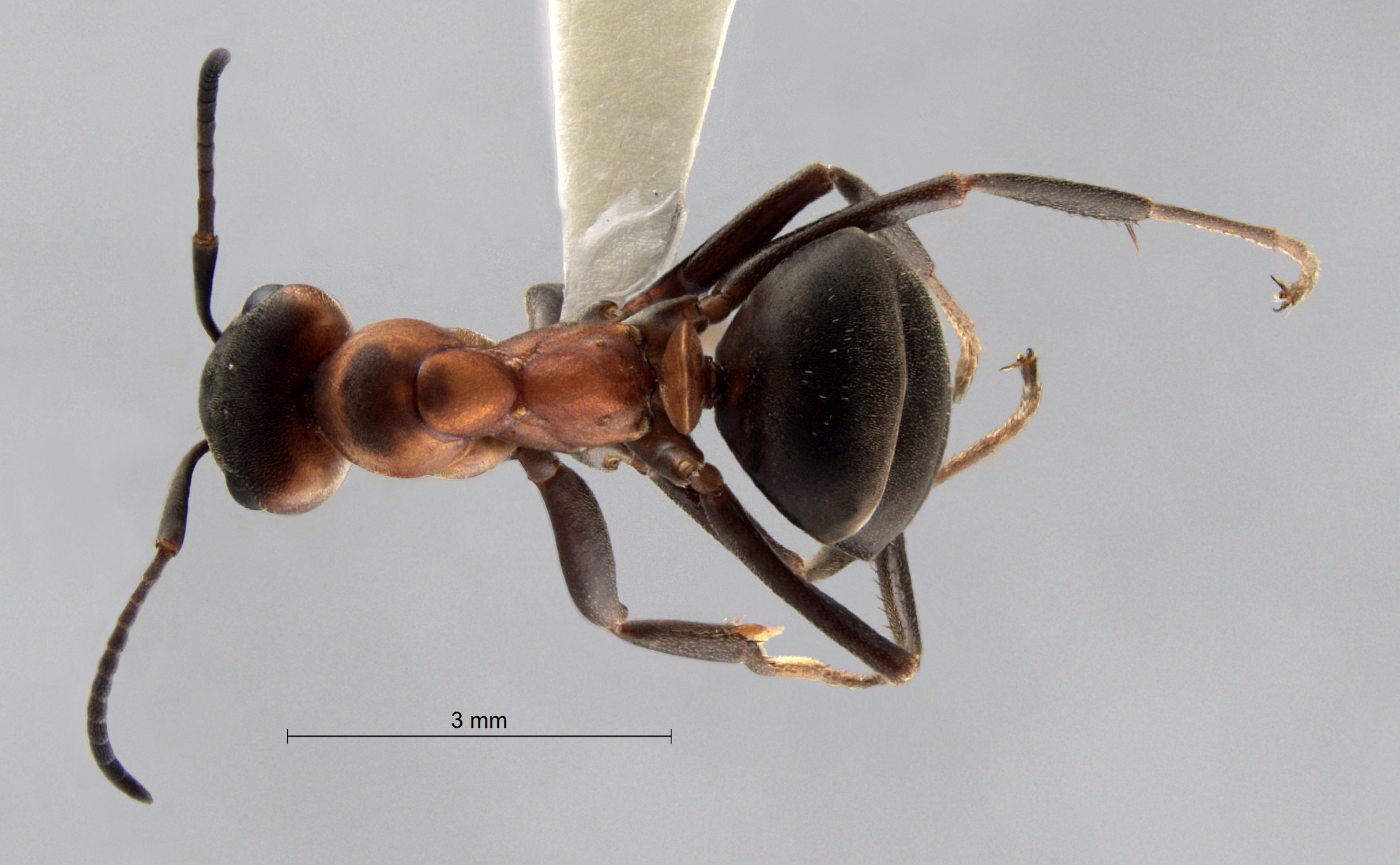 Foto Formica polyctena Frster, 1850 dorsal