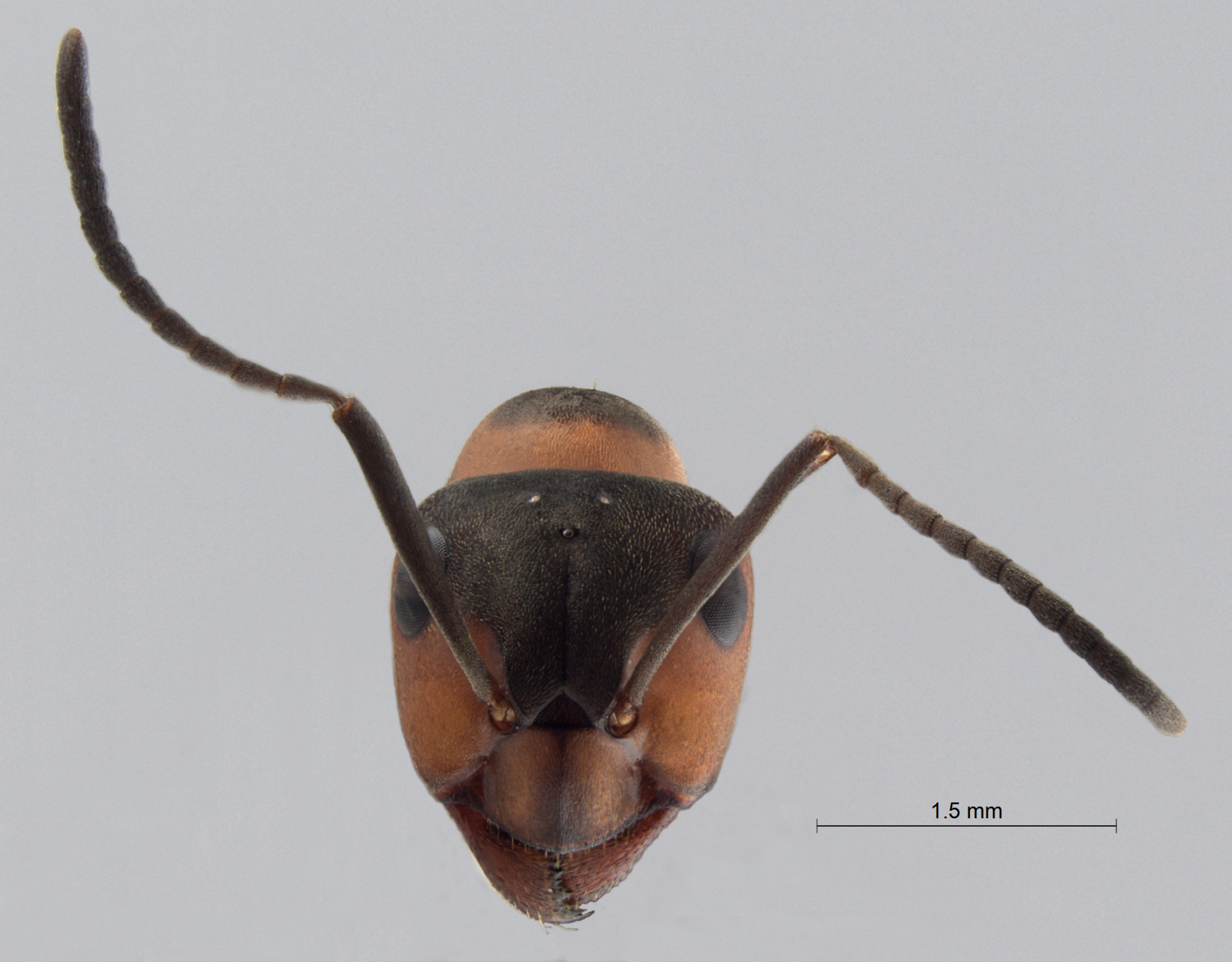 Foto Formica polyctena Frster, 1850 frontal