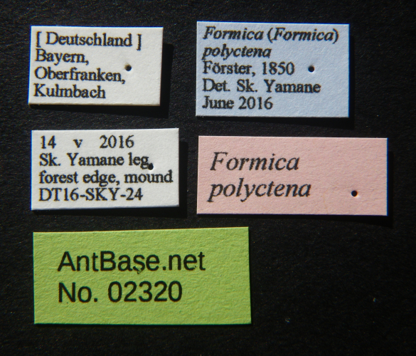 Foto Formica polyctena Frster, 1850 Label