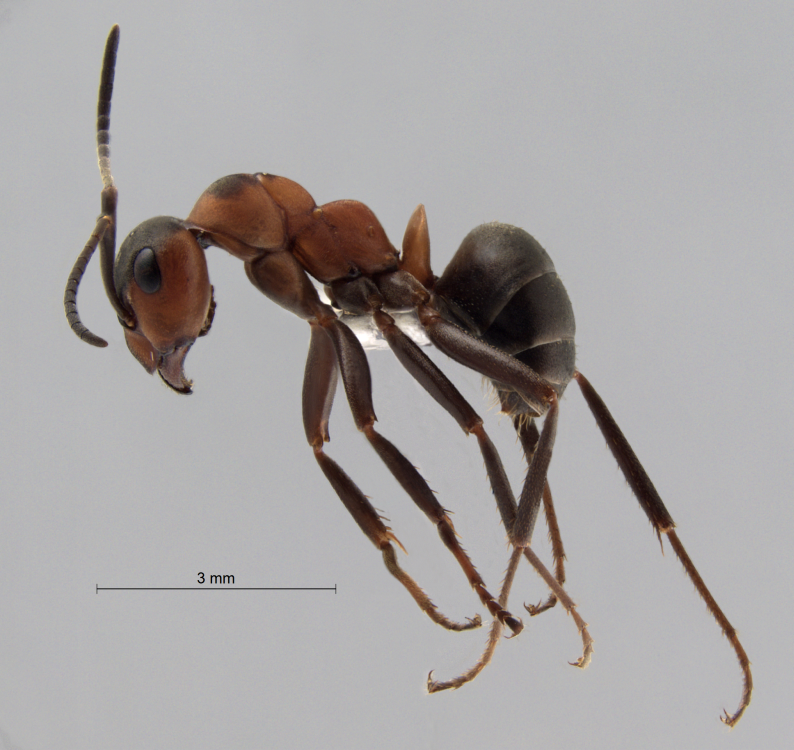 Foto Formica polyctena Frster, 1850 lateral